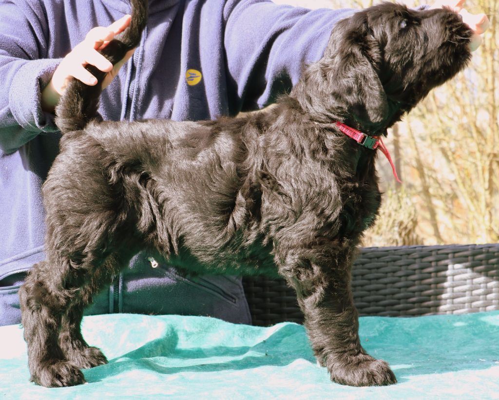 Charme Des Etoiles - Chiot disponible  - Terrier noir