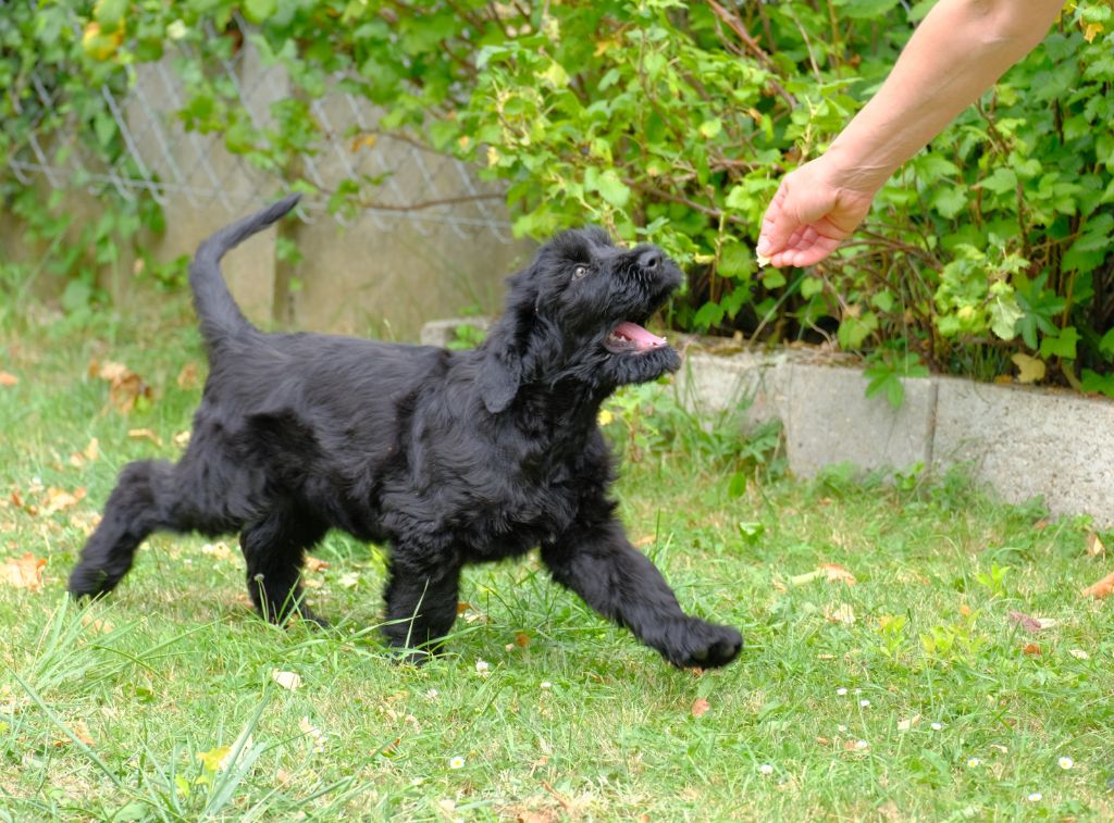 Charme Des Etoiles - Chiots disponibles - Terrier noir