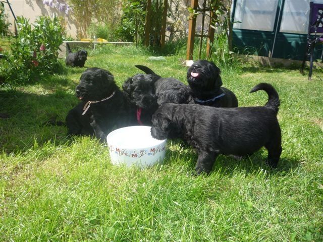Chiot Terrier noir Charme Des Etoiles