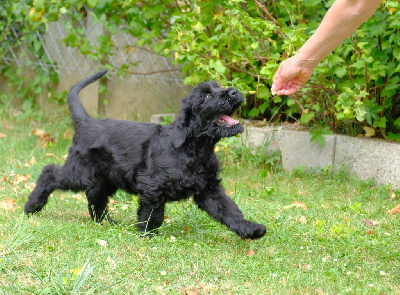 CHIOT 6