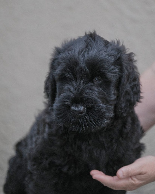 CHIOT 4