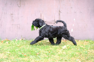 CHIOT 5