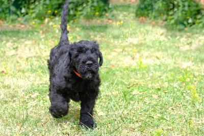 CHIOT 7