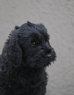 CHIOT 3