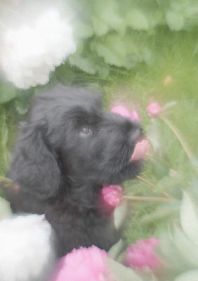 CHIOT 2