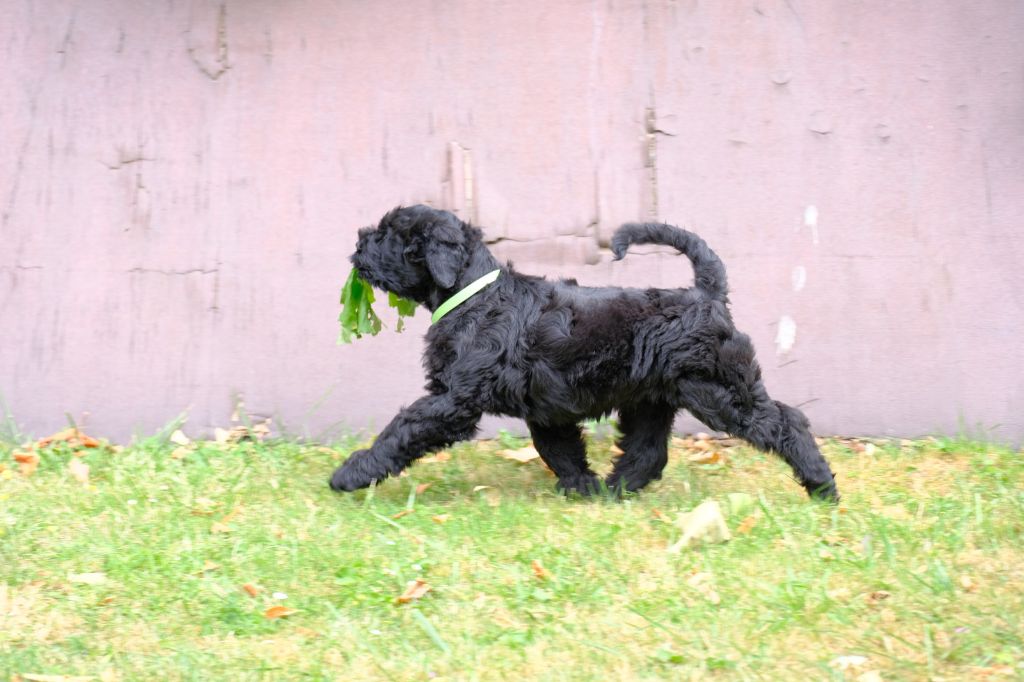Charme Des Etoiles - Chiots disponibles - Terrier noir