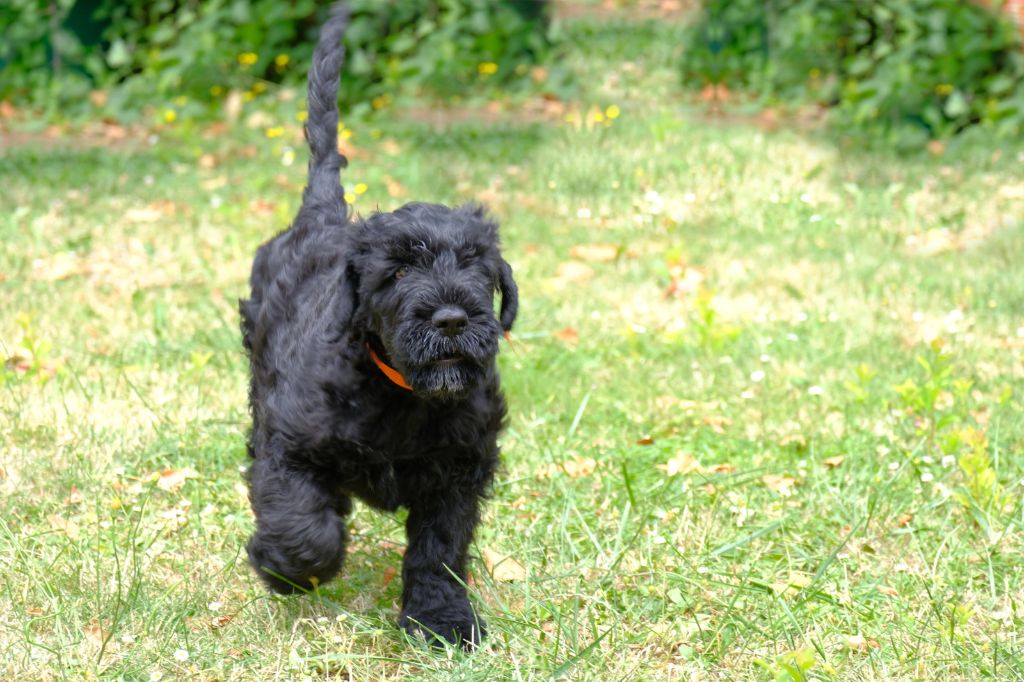 Charme Des Etoiles - Chiots disponibles - Terrier noir